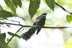 Rhipidura albicollis