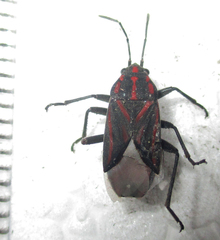 Spilostethus trilineatus