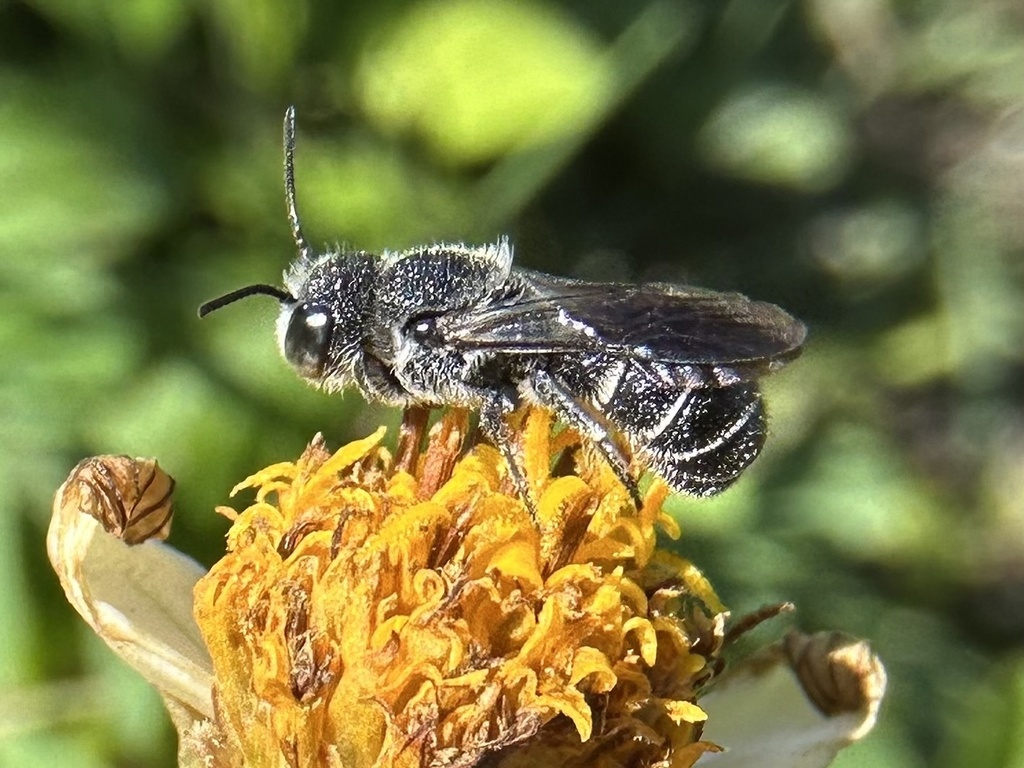 Leavitt's Armored-resin Bee