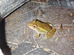 Hoplobatrachus tigerinus