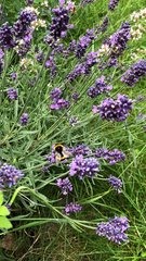 Bombus