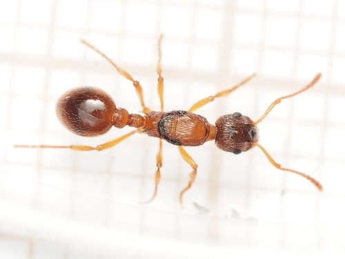 Woodland Red Ant, photo 8 of 10