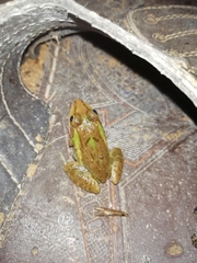 Hoplobatrachus tigerinus