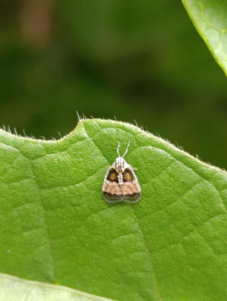 Bothriocera signoreti
