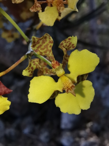 Short-Leaved Mule-Ear Orchid