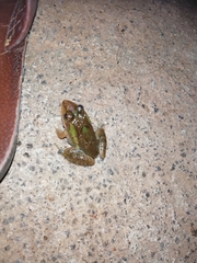 Hoplobatrachus tigerinus