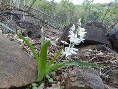 Chlorophytum tuberosum