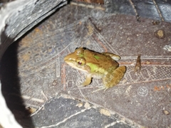 Hoplobatrachus tigerinus