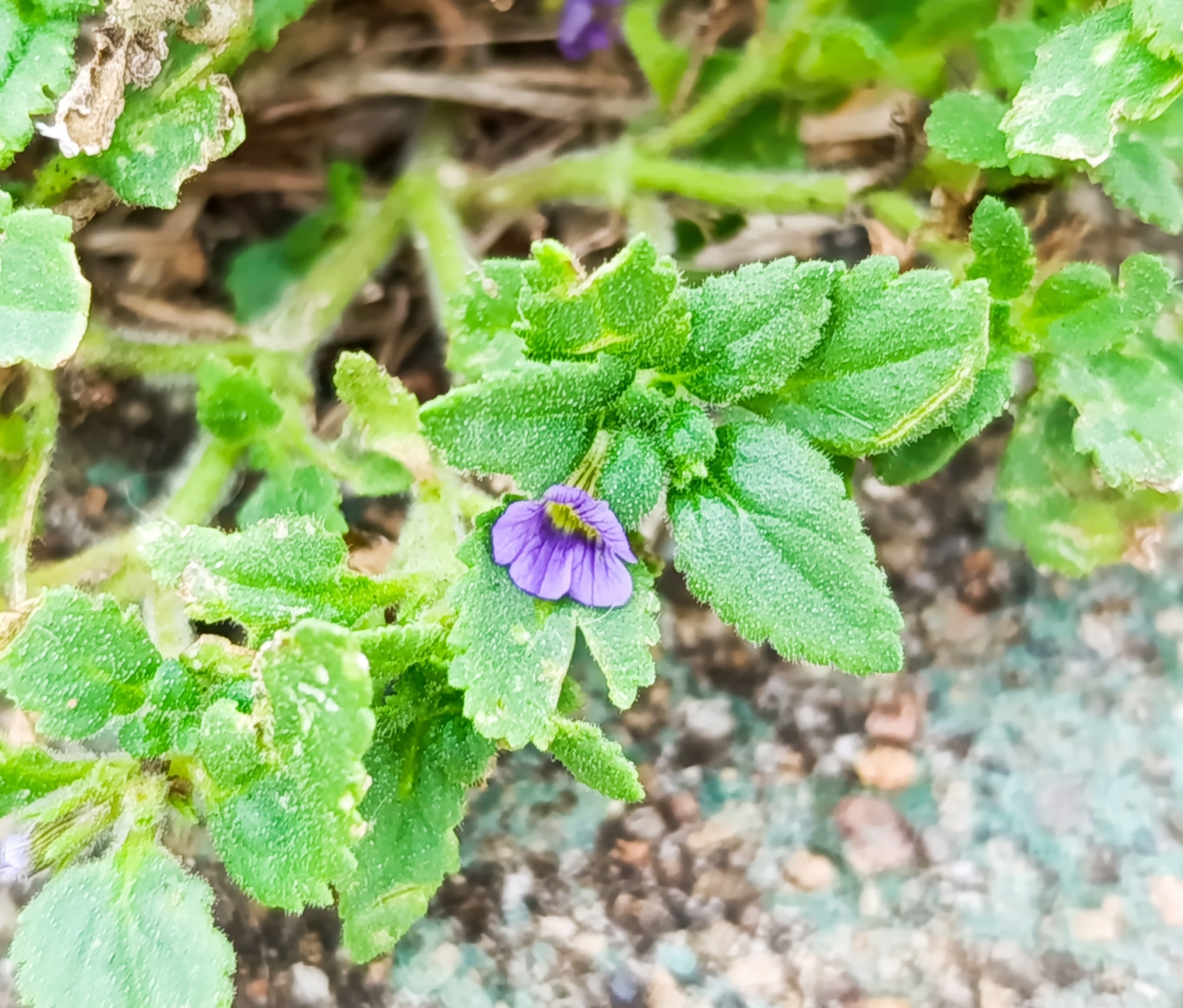 Stemodia verticillata