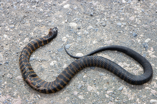 Tiger Snake sighting