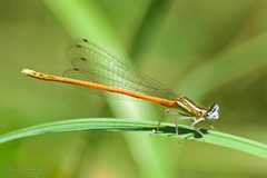 Platycnemis acutipennis