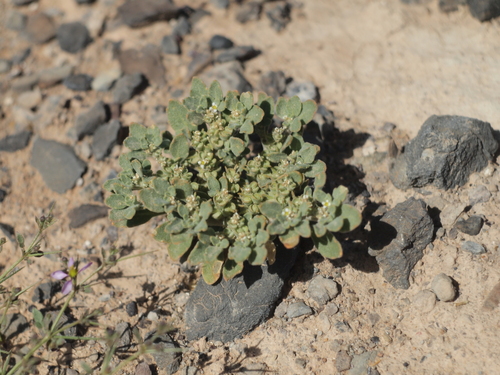 true rose of Jericho