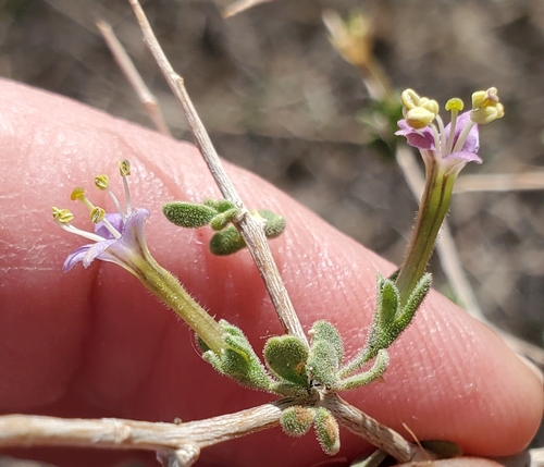 Lycium parishii, photograph 6