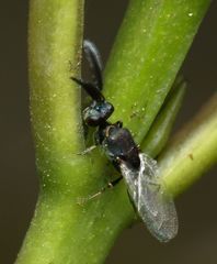 Pentacladia