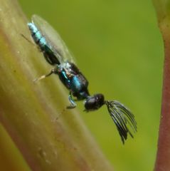 Pentacladia