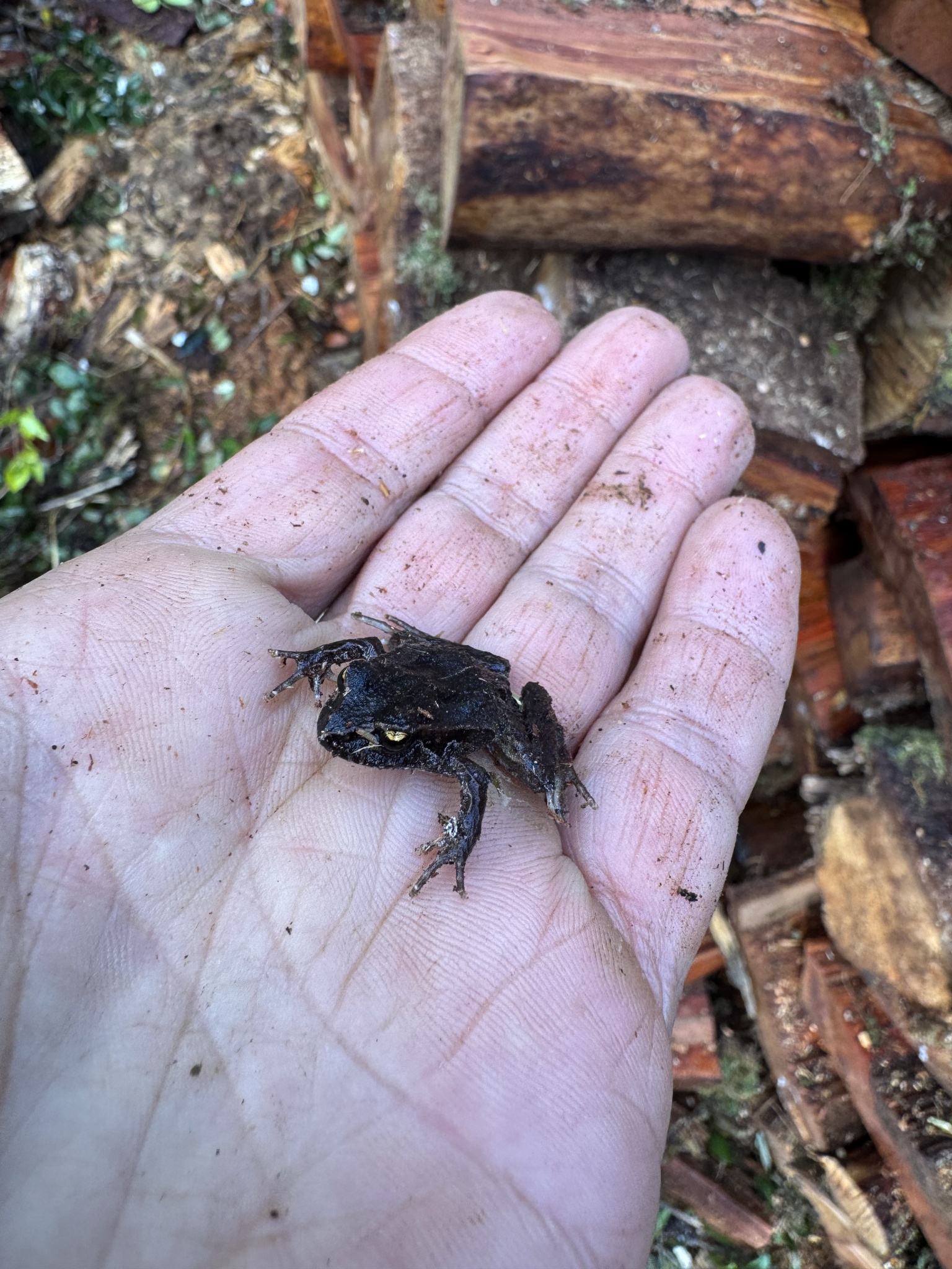 Eupsophus calcaratus (Günther, 1881)