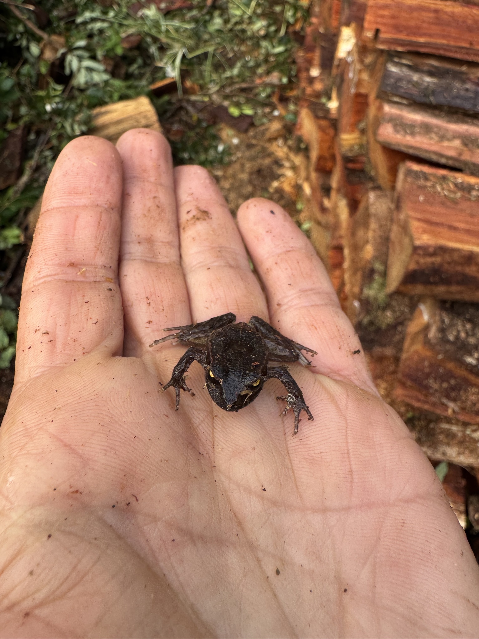 Eupsophus calcaratus (Günther, 1881)