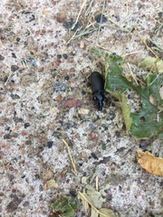 Pterostichus melanarius