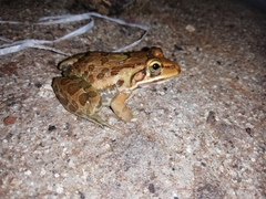 Hoplobatrachus tigerinus