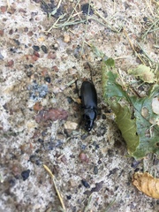 Pterostichus melanarius