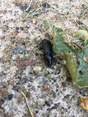 Pterostichus melanarius