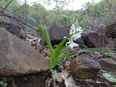 Chlorophytum tuberosum