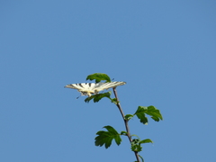 Iphiclides podalirius