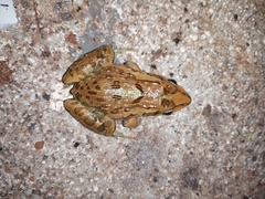 Hoplobatrachus tigerinus