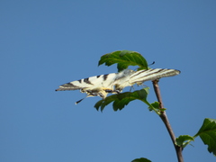 Iphiclides podalirius