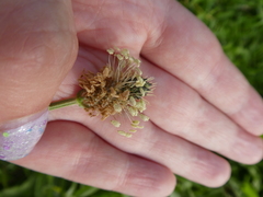 Plantago lanceolata