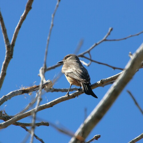 iNaturalist observation photo of Say's Phoebe