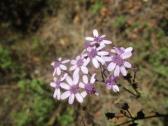 Pericallis papyracea image