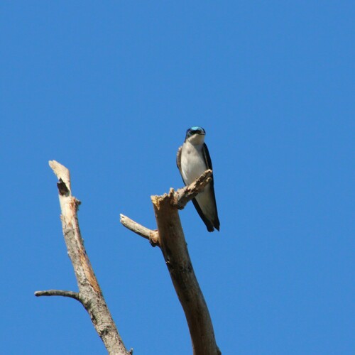iNaturalist observation photo of Tree Swallow