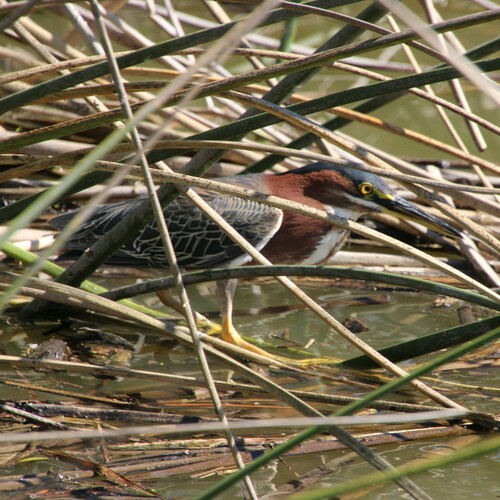 iNaturalist observation photo of Green Heron