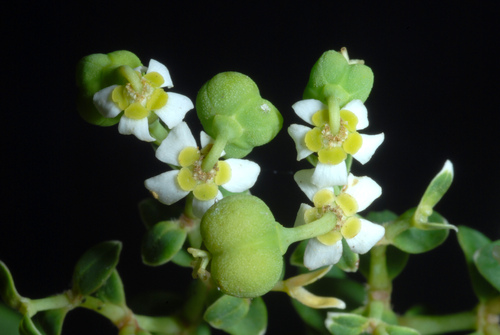Euphorbia corollata