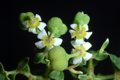 Euphorbia corollata