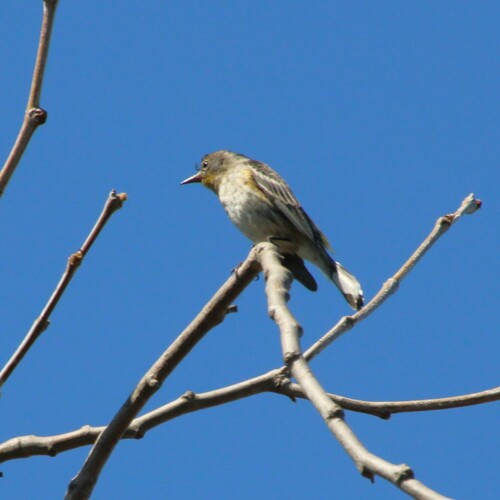 iNaturalist observation photo of Yellow-rumped Warbler