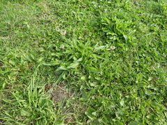 Plantago lanceolata