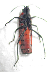 Spilostethus macilentus