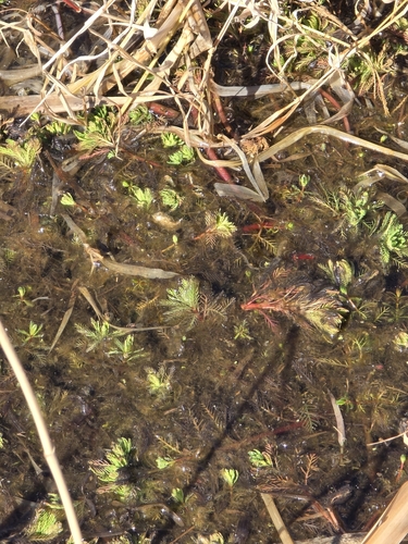 Myriophyllum aquaticum