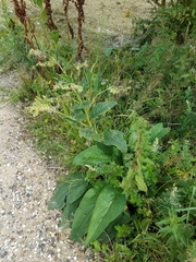 Symphytum officinale