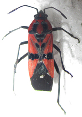 Spilostethus macilentus