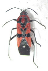 Spilostethus macilentus