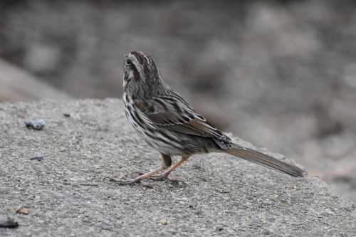 Song Sparrow photographed in Georgia