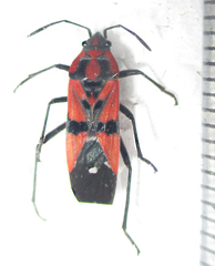 Spilostethus macilentus