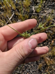Cyperus lupulinus