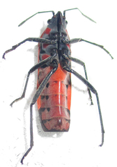 Spilostethus macilentus