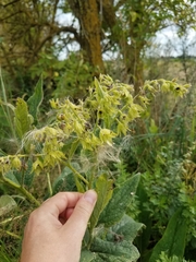 Symphytum officinale