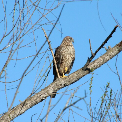 iNaturalist observation photo of Northern Harrier