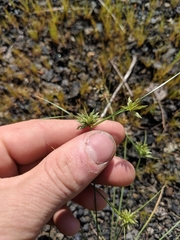 Cyperus lupulinus